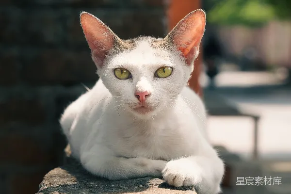 高清摄影 阳光下的猫咪