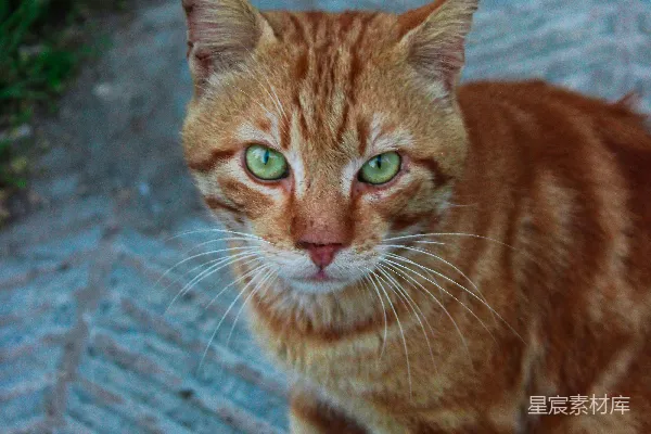 高清摄影 橙色条纹猫在石板路上