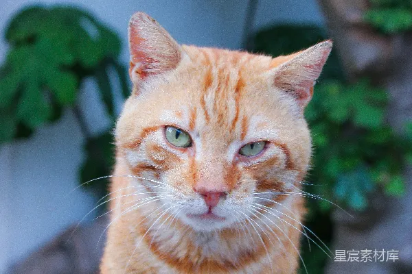 高清摄影 橙色猫咪的户外特写