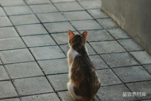 高清摄影 猫坐在台阶上眺望远方