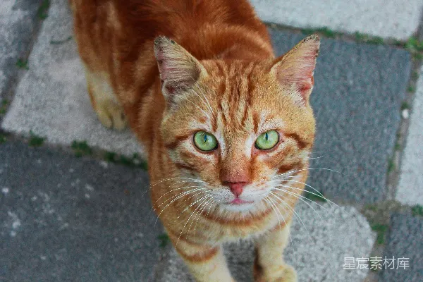 高清摄影 街头的橙色猫