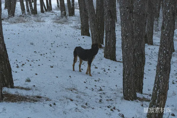 高清摄影 雪中森林里的黑狗