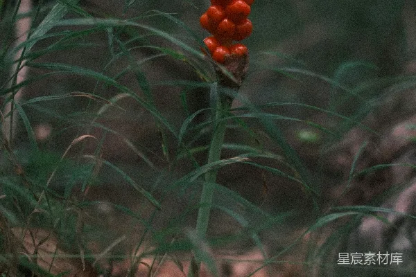 高清摄影 森林中的红色花簇