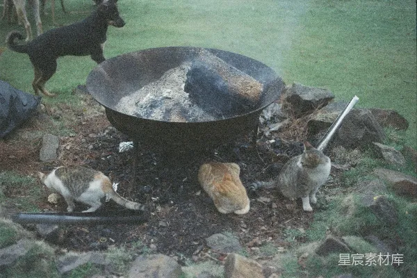 高清摄影 猫与狗的篝火聚会