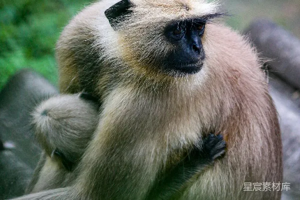 高清摄影 灵长类动物：灰叶猴