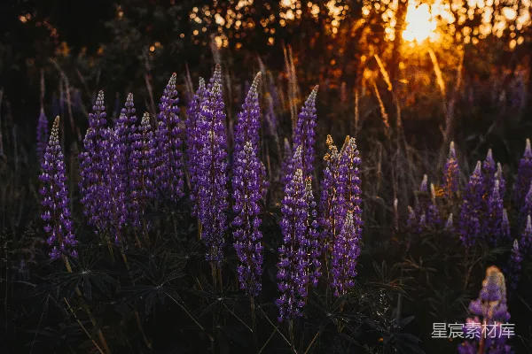 高清摄影 夕阳下的紫色花海