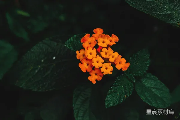 高清摄影 橙色小花与深绿色背景