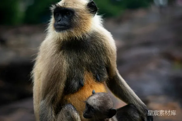 高清摄影 母猴与幼崽