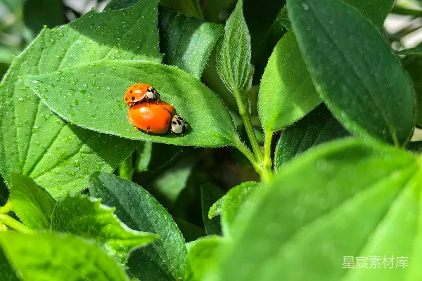 高清摄影 瓢虫与雨后绿叶