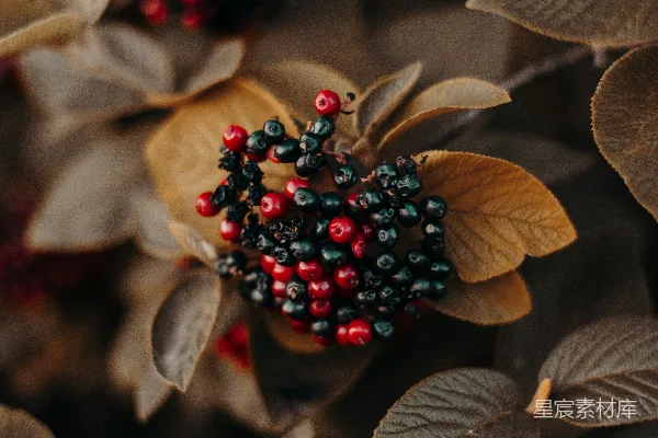 高清摄影 秋日果实与枯叶的自然之美
