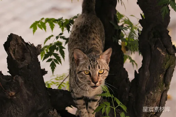 高清摄影 树上的猫
