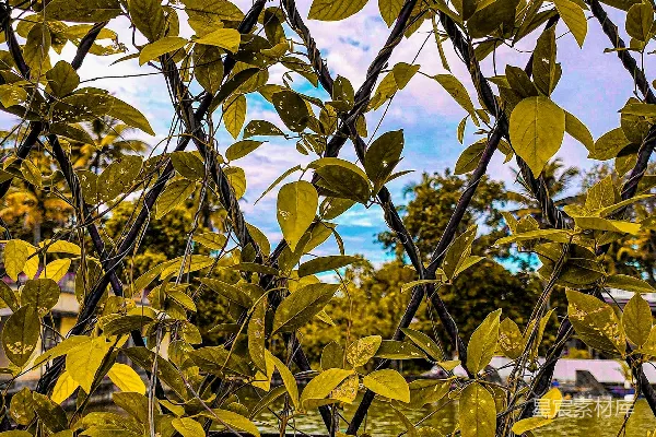 高清摄影 藤蔓下的自然风光