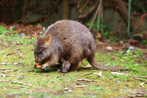 高清摄影 袋鼠妈妈与幼崽