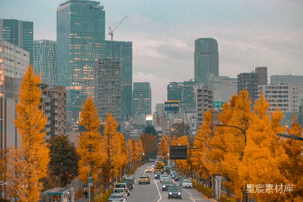 高清摄影 都市秋景：高楼与金黄树叶的交响