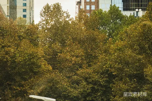 高清摄影 都市中的绿色街道