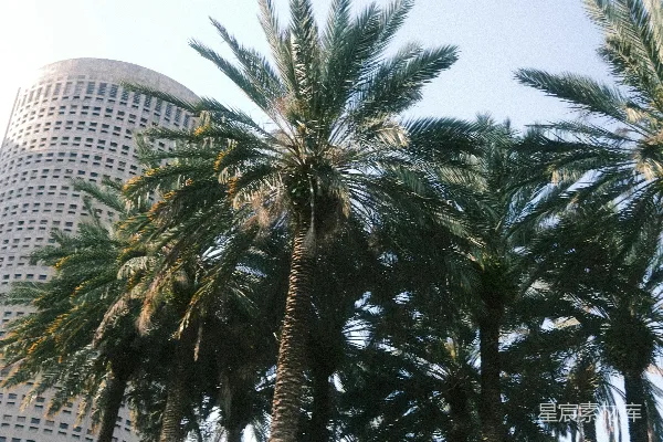 高清摄影 棕榈树与摩天大楼