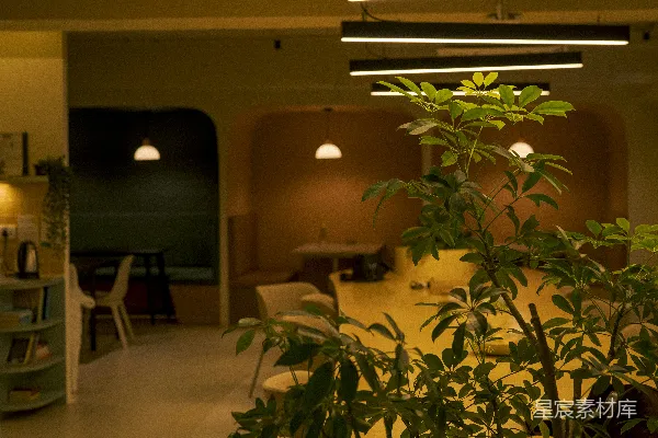 高清摄影 温暖的室内植物小景