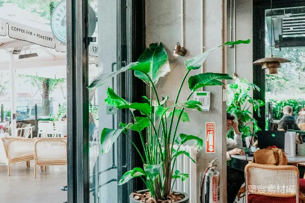 高清摄影 绿意盎然的咖啡店入口