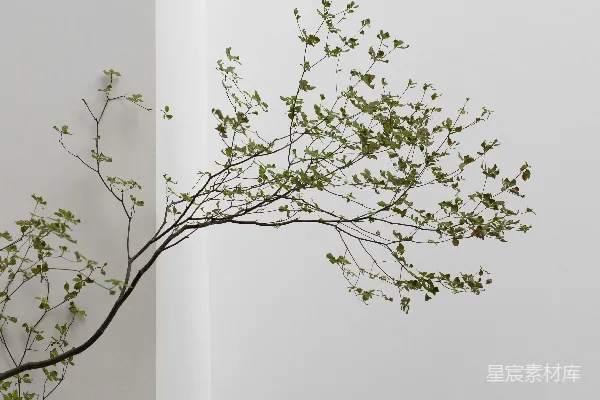高清摄影 枯木与新绿的对话