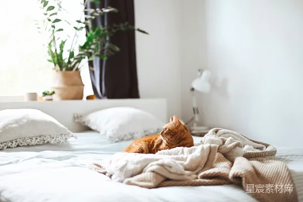 高清摄影 阳光中的猫咪与温暖的床