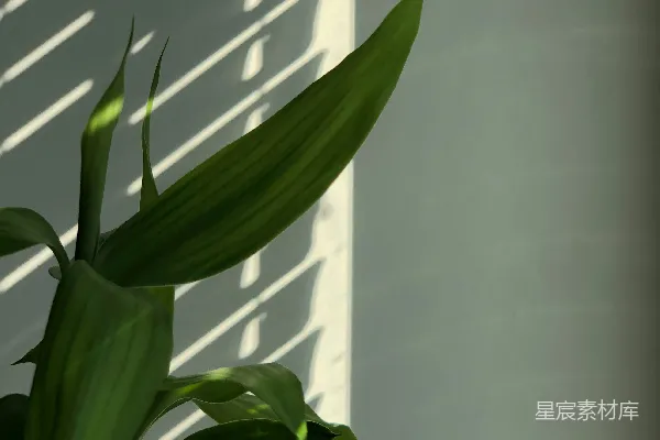 高清摄影 光影与绿意的交响