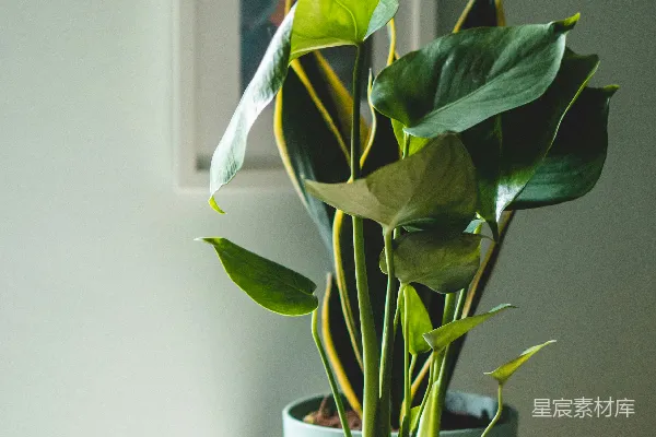 高清摄影 室内绿植：生机勃勃的植物