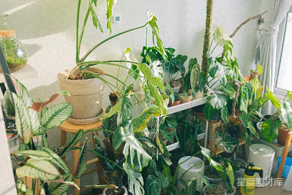 高清摄影 阳光下的室内植物园