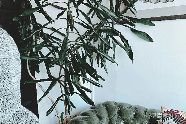 高清摄影 绿植与复古沙发的温馨角落