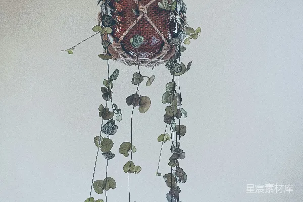 高清摄影 悬挂绿植：自然与艺术的结合