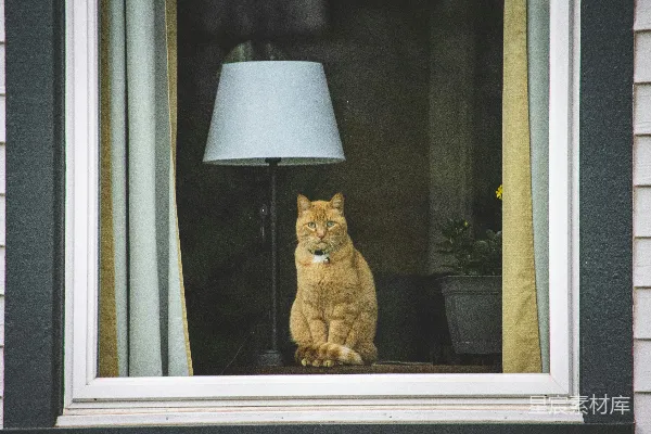 高清摄影 窗台上的猫