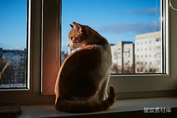 高清摄影 窗边的猫咪