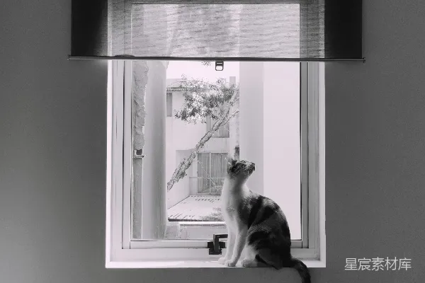 高清摄影 窗边的猫