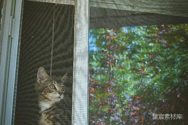 高清摄影 窗外的猫