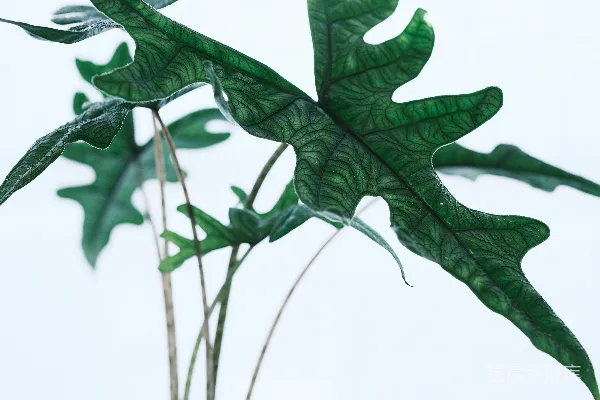 高清摄影 室内绿植：清新自然的植物盆栽
