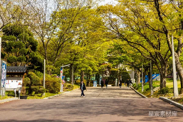 高清摄影 春日校园林荫道