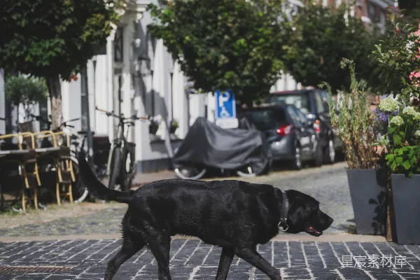 高清摄影 黑狗散步在砖铺街道