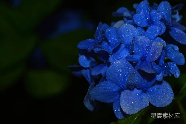 高清摄影 雨后深蓝绣球花