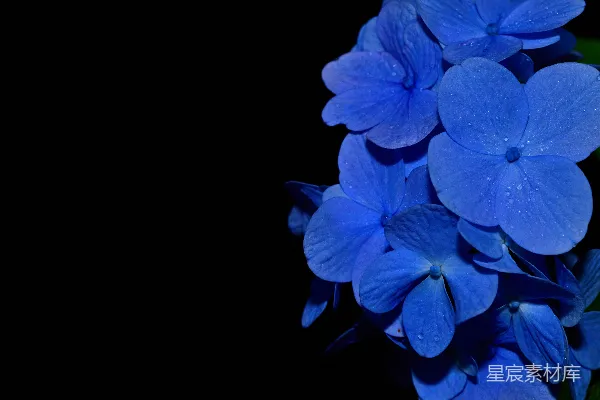 高清摄影 雨后深蓝绣球花