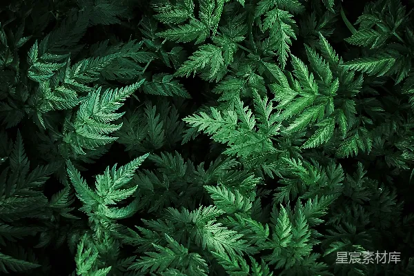 高清摄影 深绿植物背景