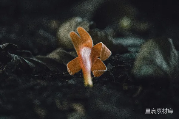 高清摄影 森林地上的神秘花朵