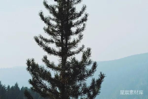 高清摄影 孤树与山林