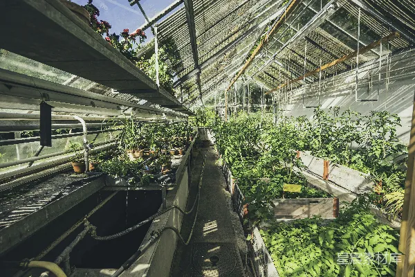 高清摄影 温室里的绿色植物