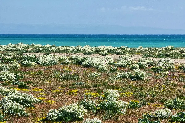 高清摄影 海风中的野花田野