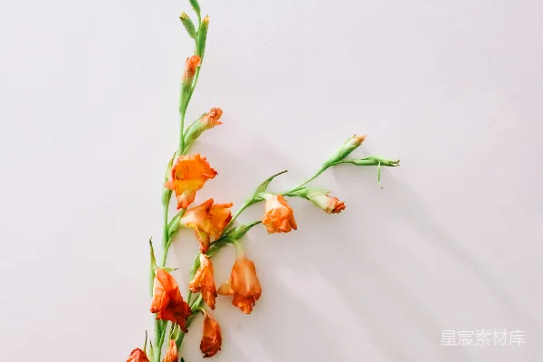 高清摄影 角落里的橙色花束