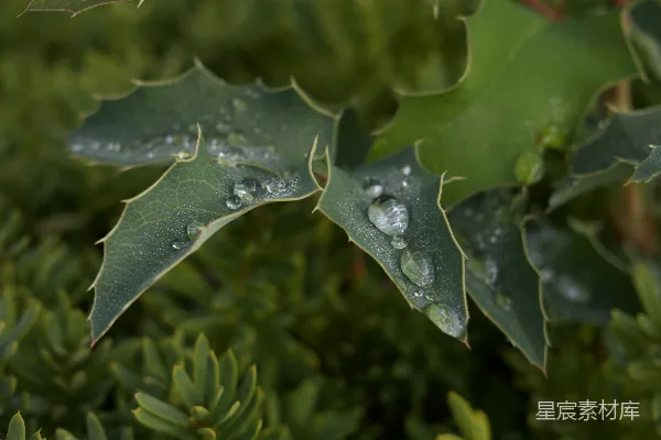 高清摄影 雨后绿叶上的露珠