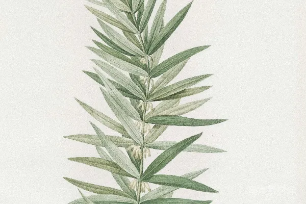 高清摄影 植物插画：细叶植物