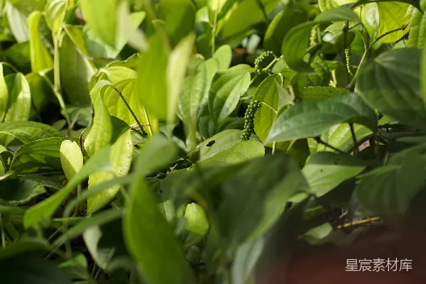 高清摄影 阳光下的绿叶植物