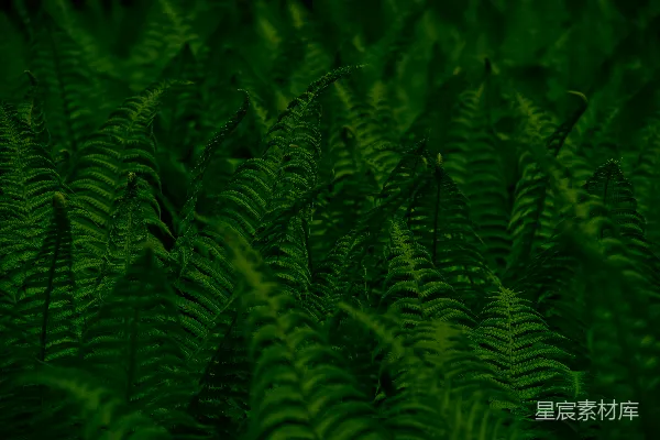 高清摄影 深邃森林的蕨类植物