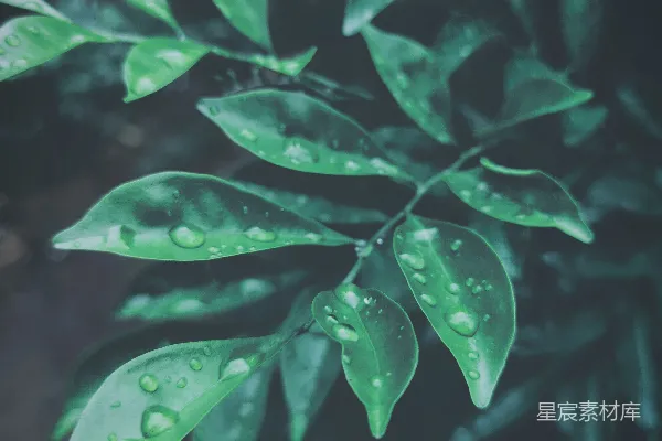 高清摄影 雨后清新的绿叶