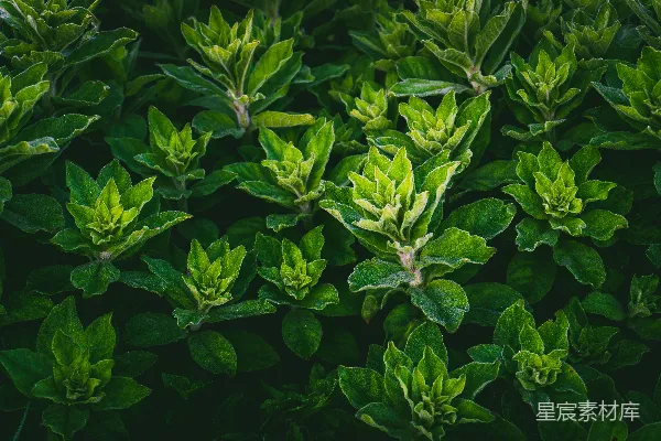 高清摄影 生机勃勃的绿色植物特写